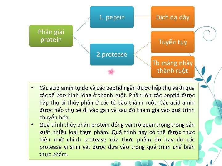 1. pepsin Phân giải protein Dịch dạ dày Tuyến tụy 2. protease Tb màng