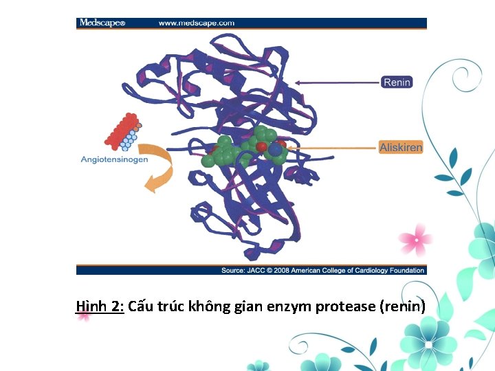 Hình 2: Cấu trúc không gian enzym protease (renin) 