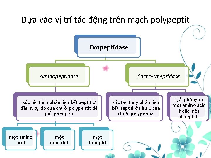 Dựa vào vị trí tác động trên mạch polypeptit Exopeptidase Aminopeptidase Carboxypeptidase xúc tác