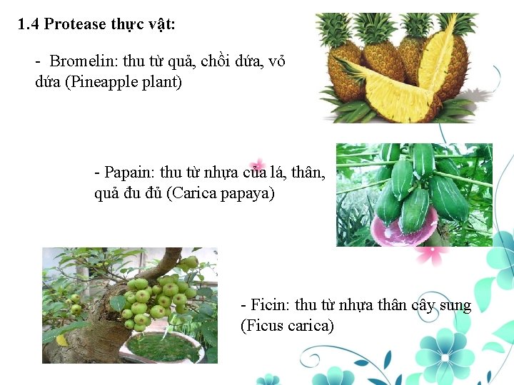 1. 4 Protease thực vật: - Bromelin: thu từ quả, chồi dứa, vỏ dứa