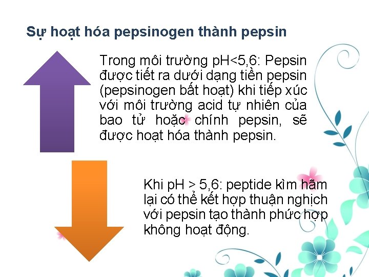 Sự hoạt hóa pepsinogen thành pepsin Trong môi trường p. H<5, 6: Pepsin được