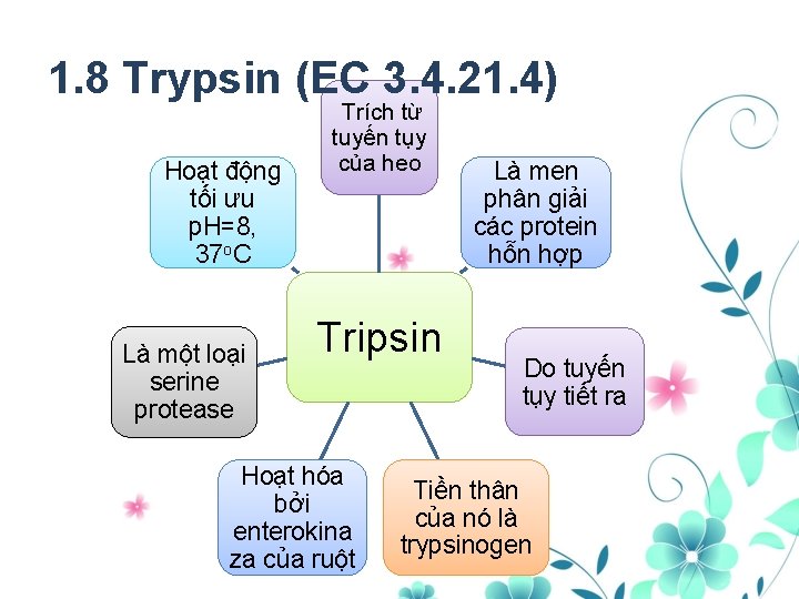 1. 8 Trypsin (EC 3. 4. 21. 4) Hoạt động tối ưu p. H=8,