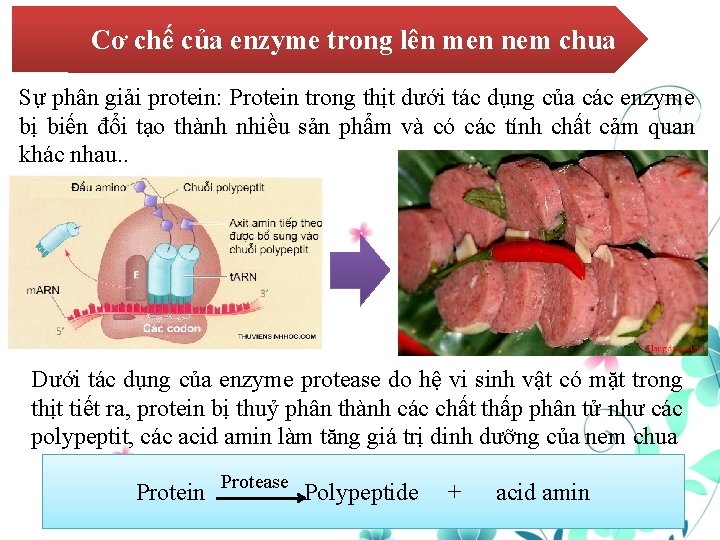 Cơ chế của enzyme trong lên men nem chua Sự phân giải protein: Protein