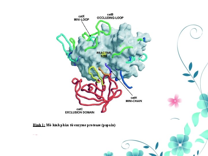 Hình 1: Mô hình phân tử enzyme protease (papain) 