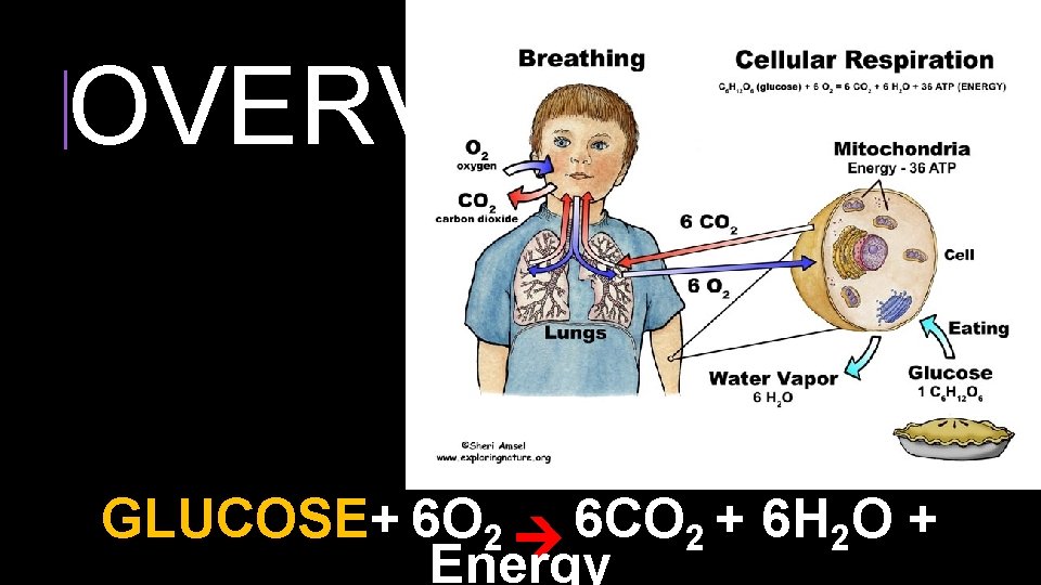 Essential Question What changes in the body could