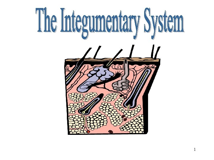 Integumentary System 1 