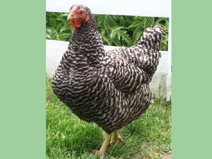 Black rooster WW BB BW Black rooster WW BB BW