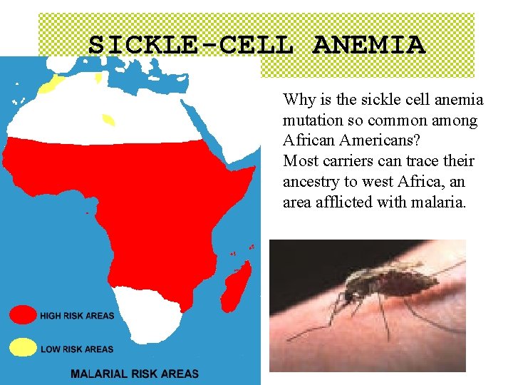 SICKLE-CELL ANEMIA Why is the sickle cell anemia mutation so common among African Americans? SICKLE-CELL ANEMIA Why is the sickle cell anemia mutation so common among African Americans?