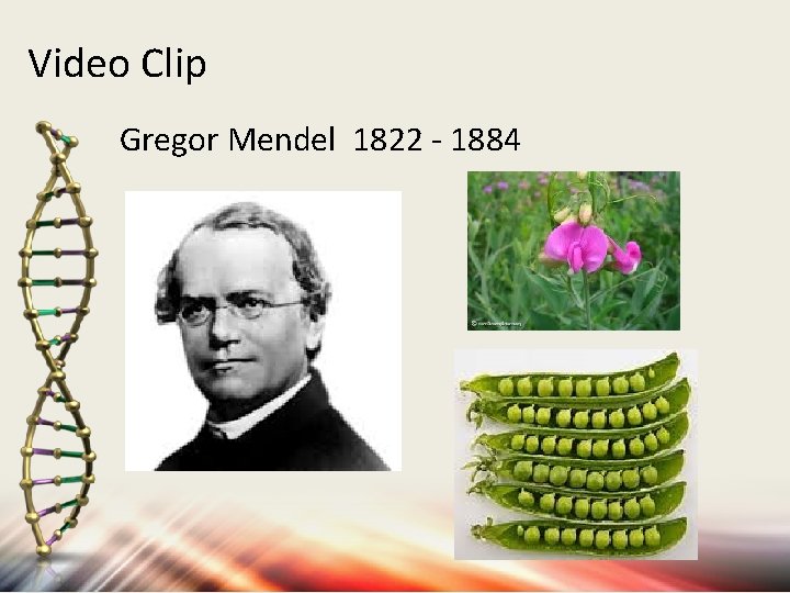 Video Clip Gregor Mendel 1822 - 1884 