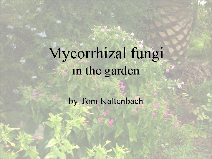 Mycorrhizal fungi in the garden by Tom Kaltenbach 