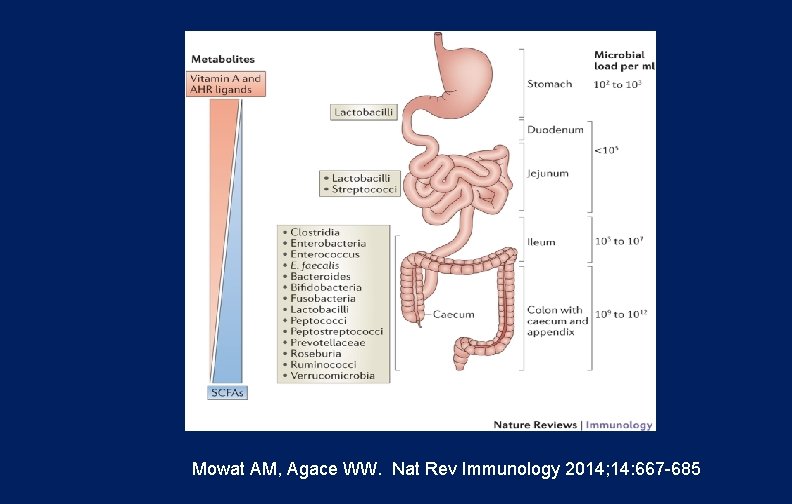 Mowat AM, Agace WW. Nat Rev Immunology 2014; 14: 667 -685 