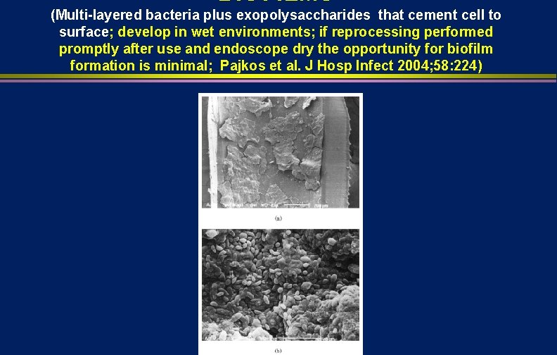 BIOFILMS (Multi-layered bacteria plus exopolysaccharides that cement cell to surface; develop in wet environments;