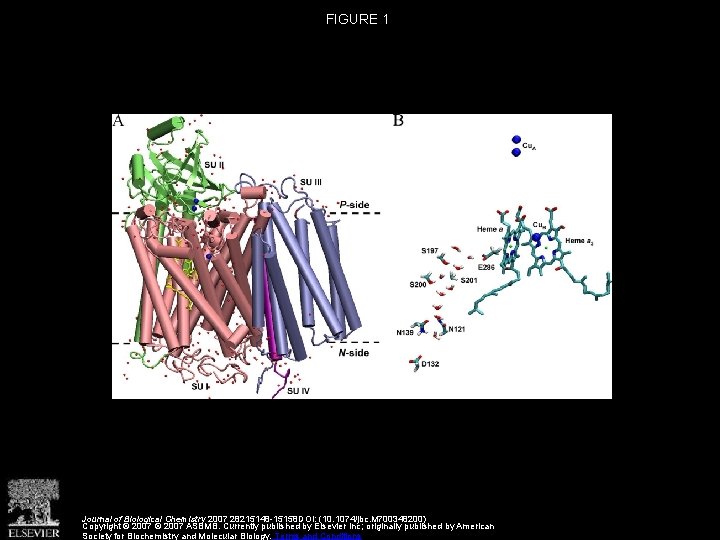 FIGURE 1 Journal of Biological Chemistry 2007 28215148 -15158 DOI: (10. 1074/jbc. M 700348200) FIGURE 1 Journal of Biological Chemistry 2007 28215148 -15158 DOI: (10. 1074/jbc. M 700348200)