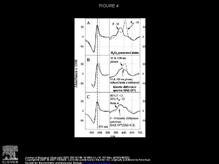 FIGURE 4 Journal of Biological Chemistry 2007 28215148 -15158 DOI: (10. 1074/jbc. M 700348200) FIGURE 4 Journal of Biological Chemistry 2007 28215148 -15158 DOI: (10. 1074/jbc. M 700348200)