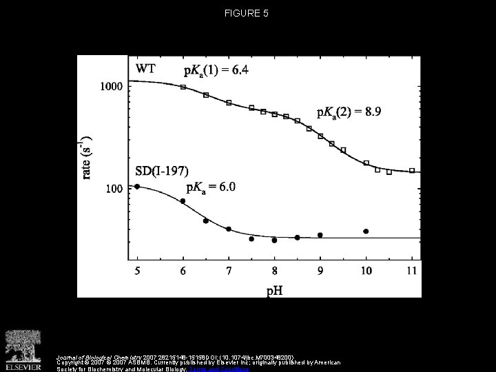 FIGURE 5 Journal of Biological Chemistry 2007 28215148 -15158 DOI: (10. 1074/jbc. M 700348200) FIGURE 5 Journal of Biological Chemistry 2007 28215148 -15158 DOI: (10. 1074/jbc. M 700348200)