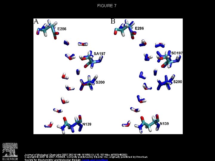 FIGURE 7 Journal of Biological Chemistry 2007 28215148 -15158 DOI: (10. 1074/jbc. M 700348200) FIGURE 7 Journal of Biological Chemistry 2007 28215148 -15158 DOI: (10. 1074/jbc. M 700348200)
