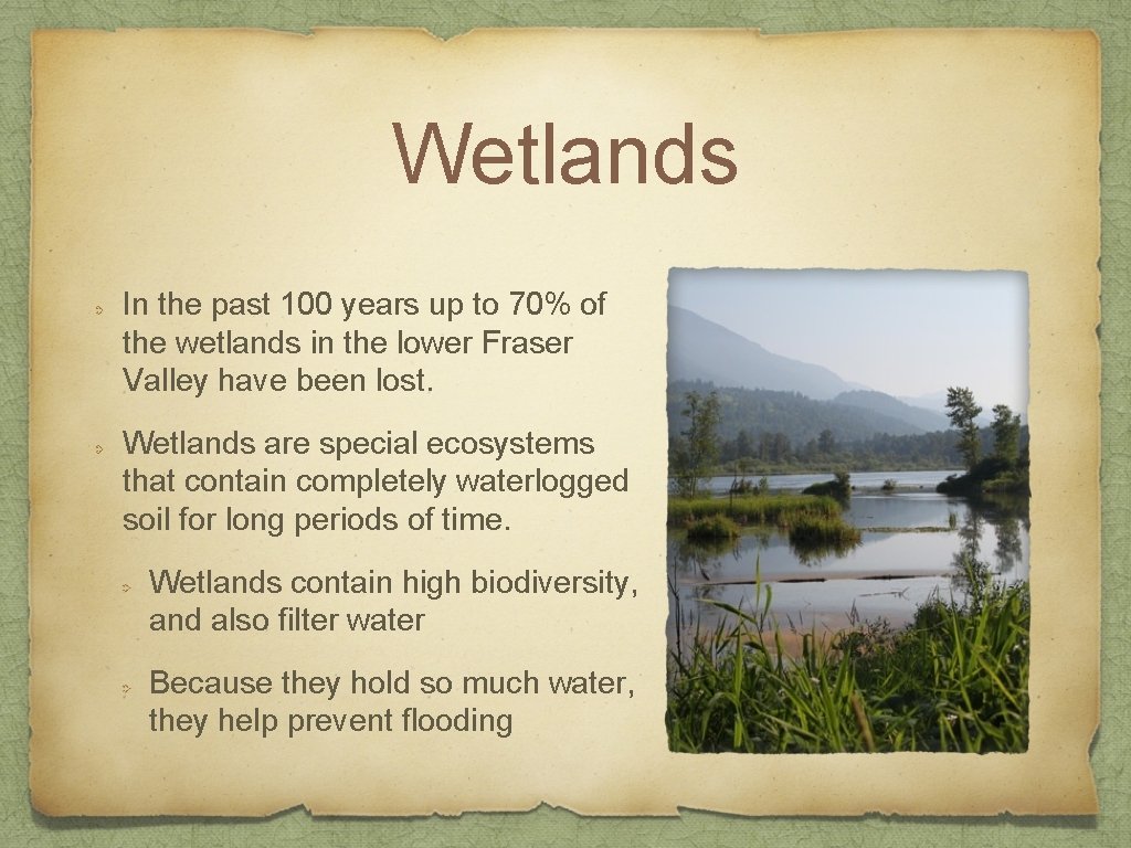 Wetlands In the past 100 years up to 70% of the wetlands in the