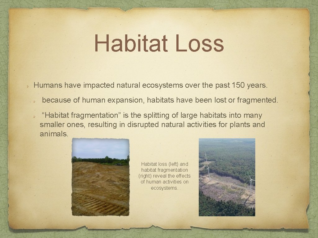 Habitat Loss Humans have impacted natural ecosystems over the past 150 years. because of