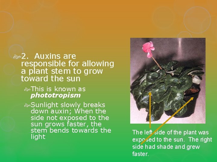  2. Auxins are responsible for allowing a plant stem to grow toward the