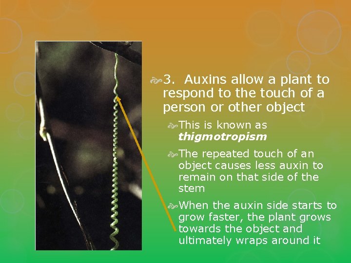  3. Auxins allow a plant to respond to the touch of a person