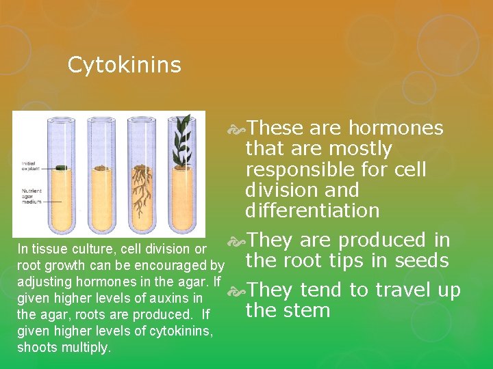 Cytokinins These are hormones that are mostly responsible for cell division and differentiation They