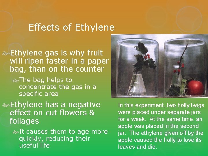 Effects of Ethylene gas is why fruit will ripen faster in a paper bag,