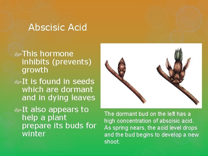 Abscisic Acid This hormone inhibits (prevents) growth It is found in seeds which are