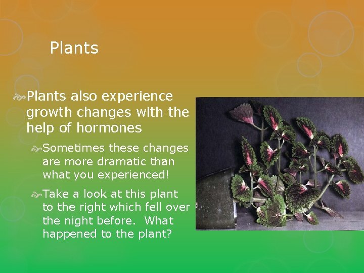 Plants also experience growth changes with the help of hormones Sometimes these changes are