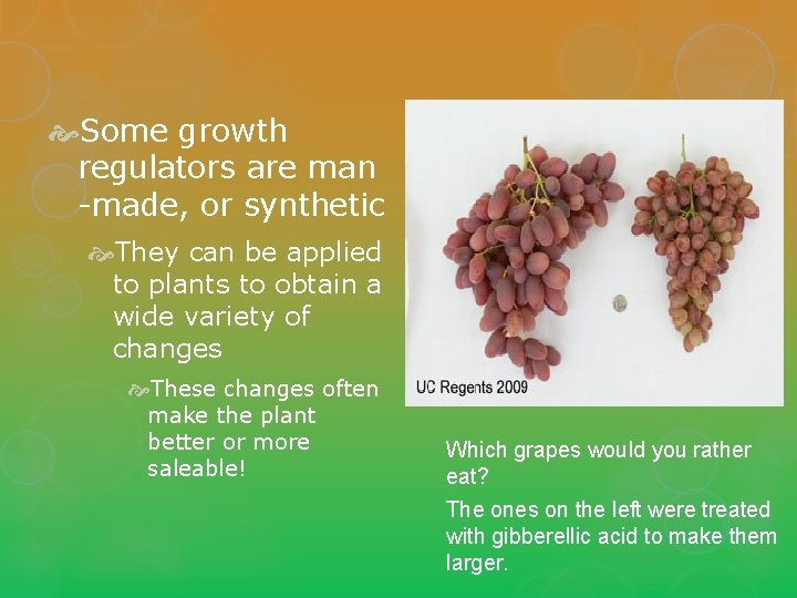  Some growth regulators are man -made, or synthetic They can be applied to