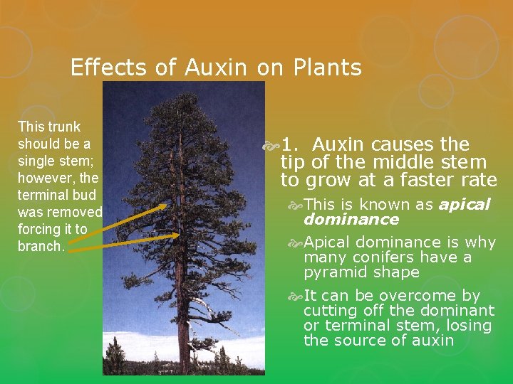 Effects of Auxin on Plants This trunk should be a single stem; however, the