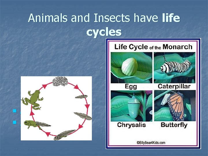 Animals and Insects have life cycles n n Ant life cycle Plant life cycle