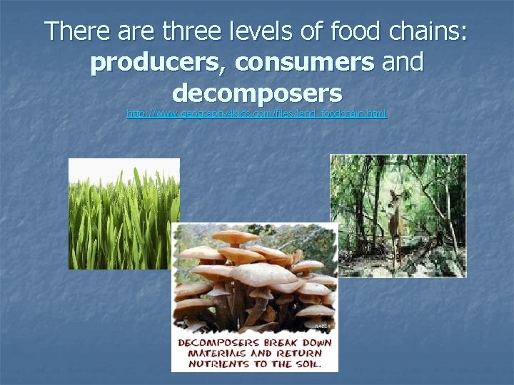 There are three levels of food chains: producers, consumers and decomposers http: //www. geography