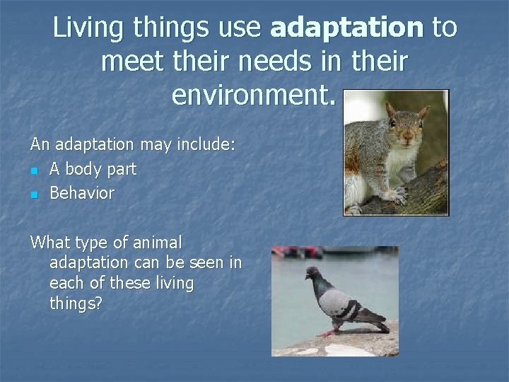 Living things use adaptation to meet their needs in their environment. An adaptation may