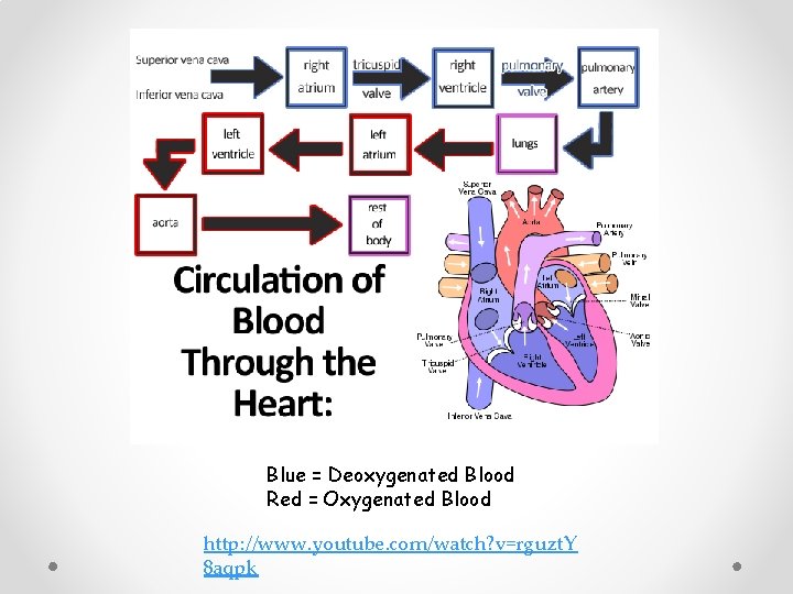 Blue = Deoxygenated Blood Red = Oxygenated Blood http: //www. youtube. com/watch? v=rguzt. Y Blue = Deoxygenated Blood Red = Oxygenated Blood http: //www. youtube. com/watch? v=rguzt. Y