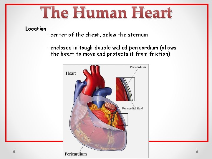 The Human Heart Location - center of the chest, below the sternum - enclosed The Human Heart Location - center of the chest, below the sternum - enclosed
