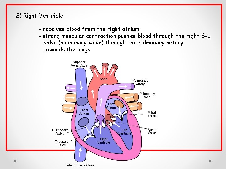 2) Right Ventricle - receives blood from the right atrium - strong muscular contraction 2) Right Ventricle - receives blood from the right atrium - strong muscular contraction