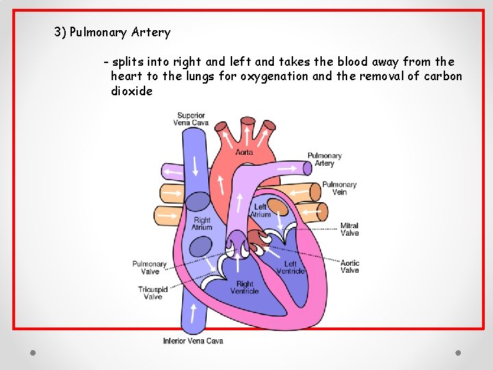 3) Pulmonary Artery - splits into right and left and takes the blood away 3) Pulmonary Artery - splits into right and left and takes the blood away