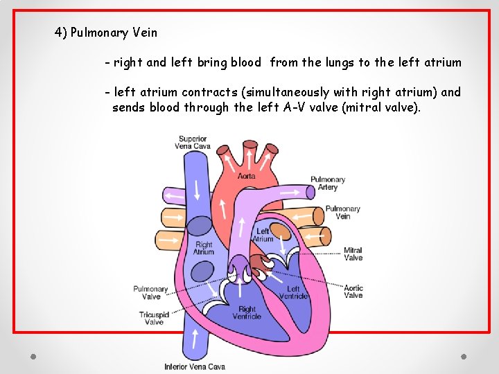 4) Pulmonary Vein - right and left bring blood from the lungs to the 4) Pulmonary Vein - right and left bring blood from the lungs to the