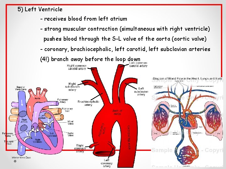 5) Left Ventricle - receives blood from left atrium - strong muscular contraction (simultaneous 5) Left Ventricle - receives blood from left atrium - strong muscular contraction (simultaneous