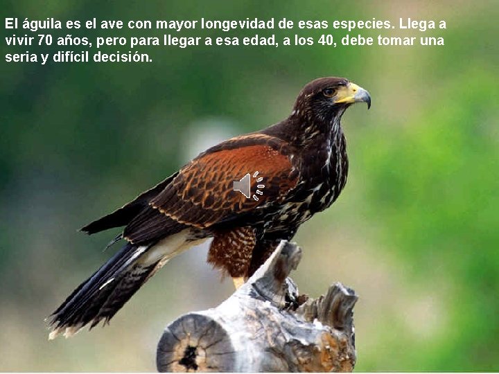 El águila es el ave con mayor longevidad de esas especies. Llega a vivir