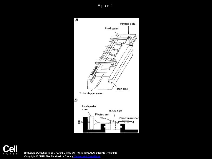 Figure 1 Biophysical Journal 1998 742459 -2473 DOI: (10. 1016/S 0006 -3495(98)77954 -8) Copyright