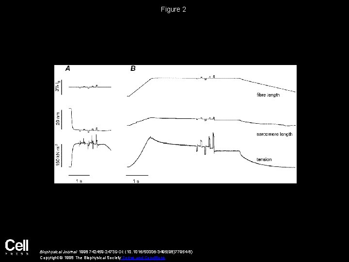 Figure 2 Biophysical Journal 1998 742459 -2473 DOI: (10. 1016/S 0006 -3495(98)77954 -8) Copyright
