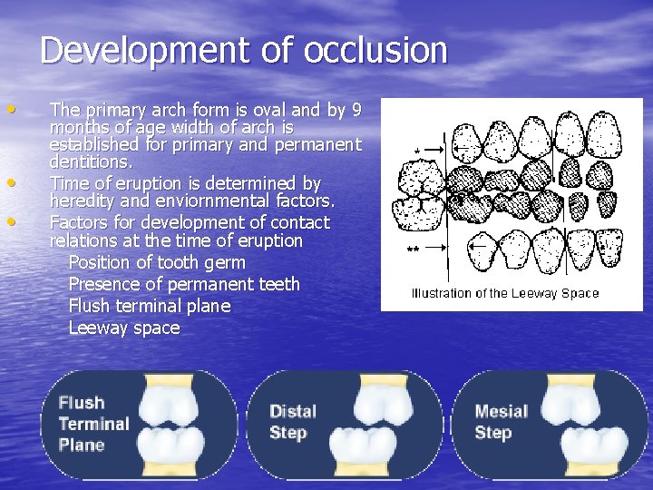 Development of occlusion • • • The primary arch form is oval and by