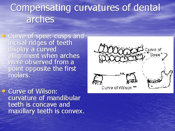 Compensating curvatures of dental arches • Curve of spee: cusps and incisal ridges of