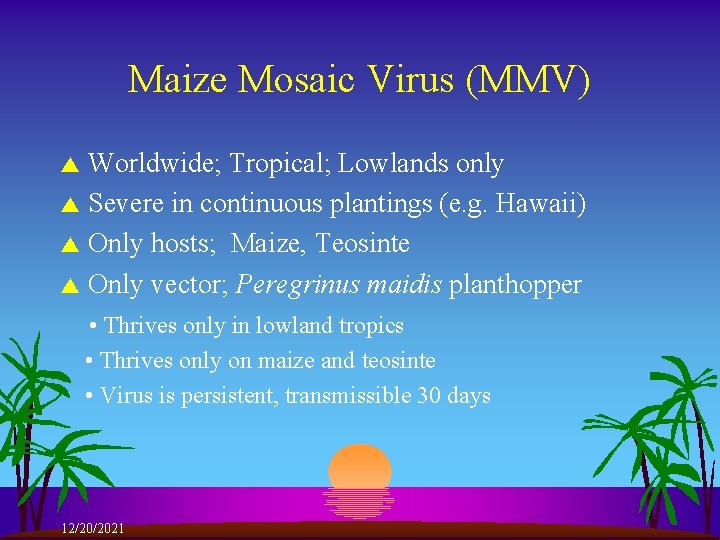 Maize Mosaic Virus (MMV) Worldwide; Tropical; Lowlands only s Severe in continuous plantings (e.