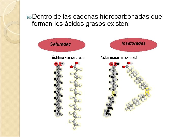  Dentro de las cadenas hidrocarbonadas que forman los ácidos grasos existen: Saturadas Insaturadas
