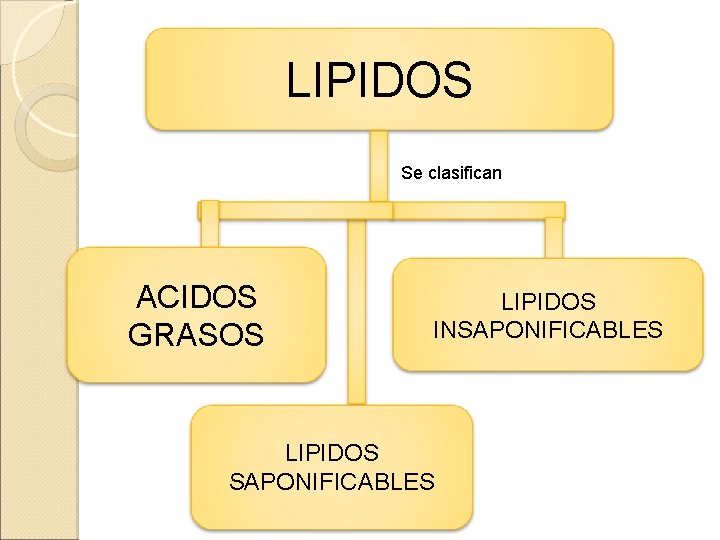 LIPIDOS Se clasifican ACIDOS GRASOS LIPIDOS INSAPONIFICABLES LIPIDOS SAPONIFICABLES 