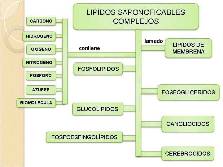 CARBONO LIPIDOS SAPONOFICABLES COMPLEJOS HIDROGENO llamado contiene OXIGENO LIPIDOS DE MEMBRENA NITROGENO FOSFOLIPIDOS FOSFORO