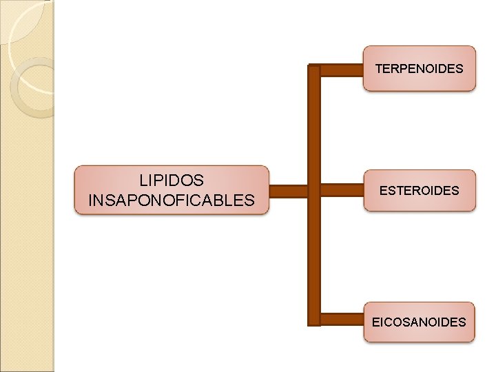 TERPENOIDES LIPIDOS INSAPONOFICABLES ESTEROIDES EICOSANOIDES 