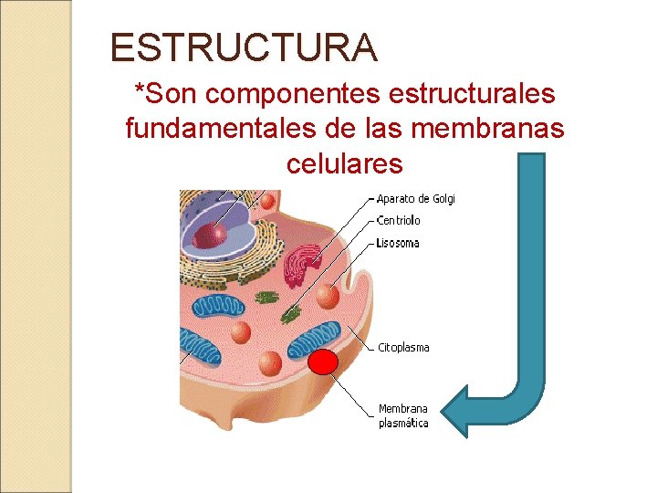 ESTRUCTURA *Son componentes estructurales fundamentales de las membranas celulares 